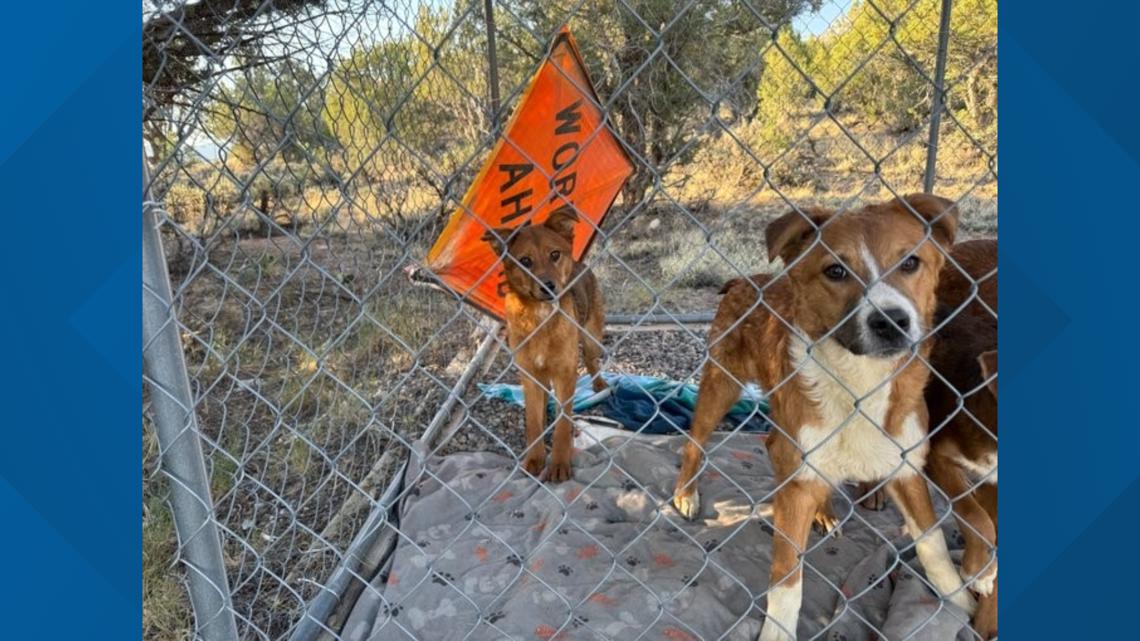 8 abandoned dogs find refuge at Colorado shelter | 9news.com