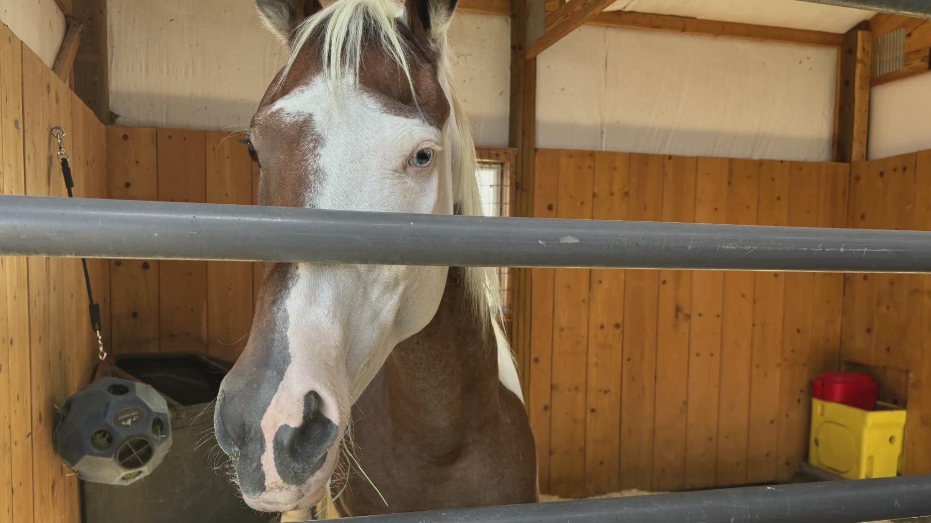 Seven-year-old Hawke was released from the CSU Veterinary Teaching Hospital and into rehab on Friday.