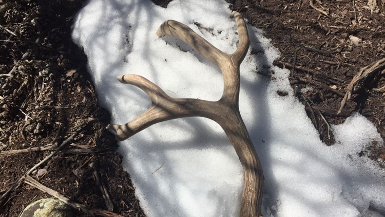 CPW says to leave shed antlers on the ground