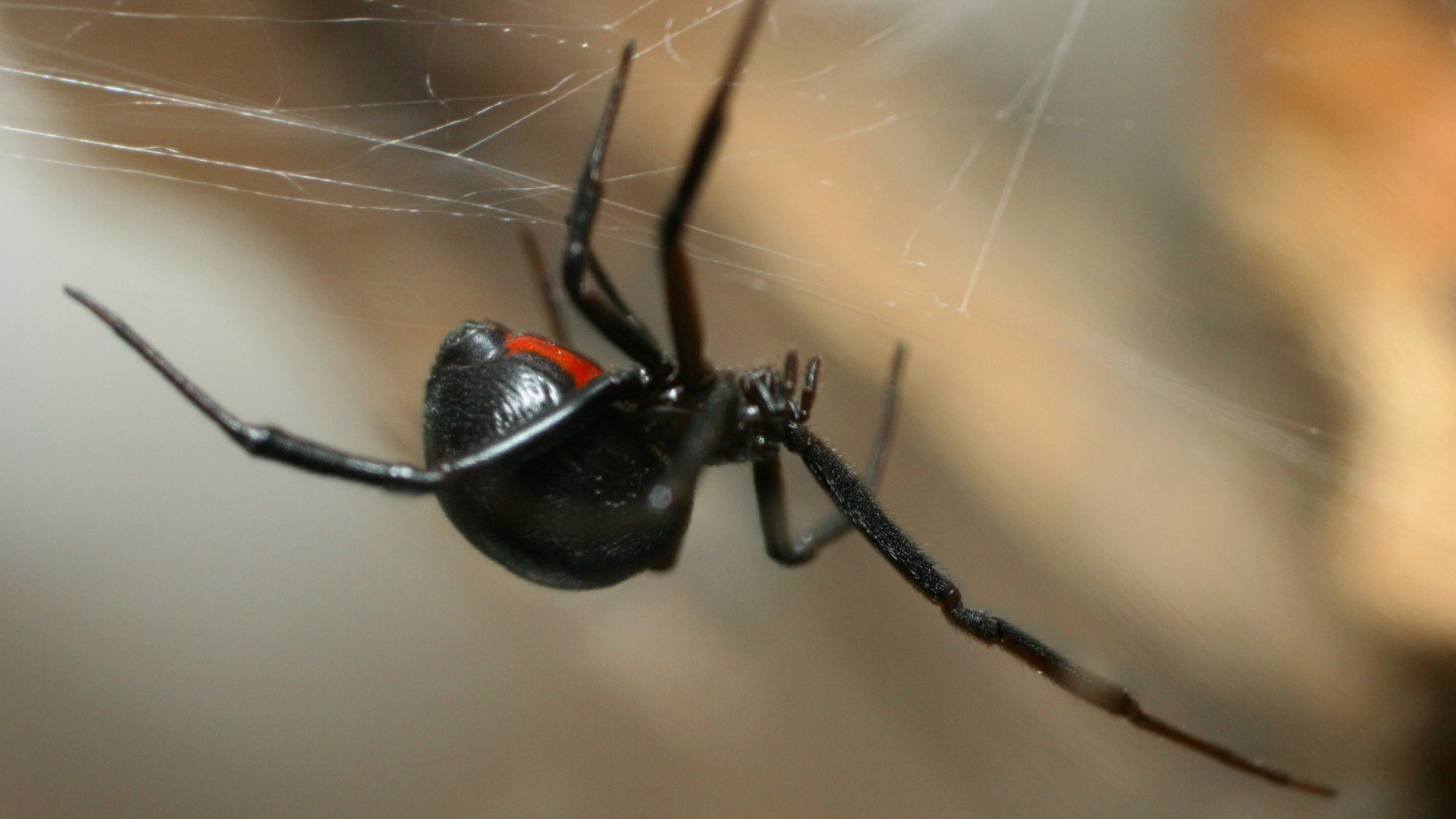 More black widows spotted in Denver this year | 9news.com