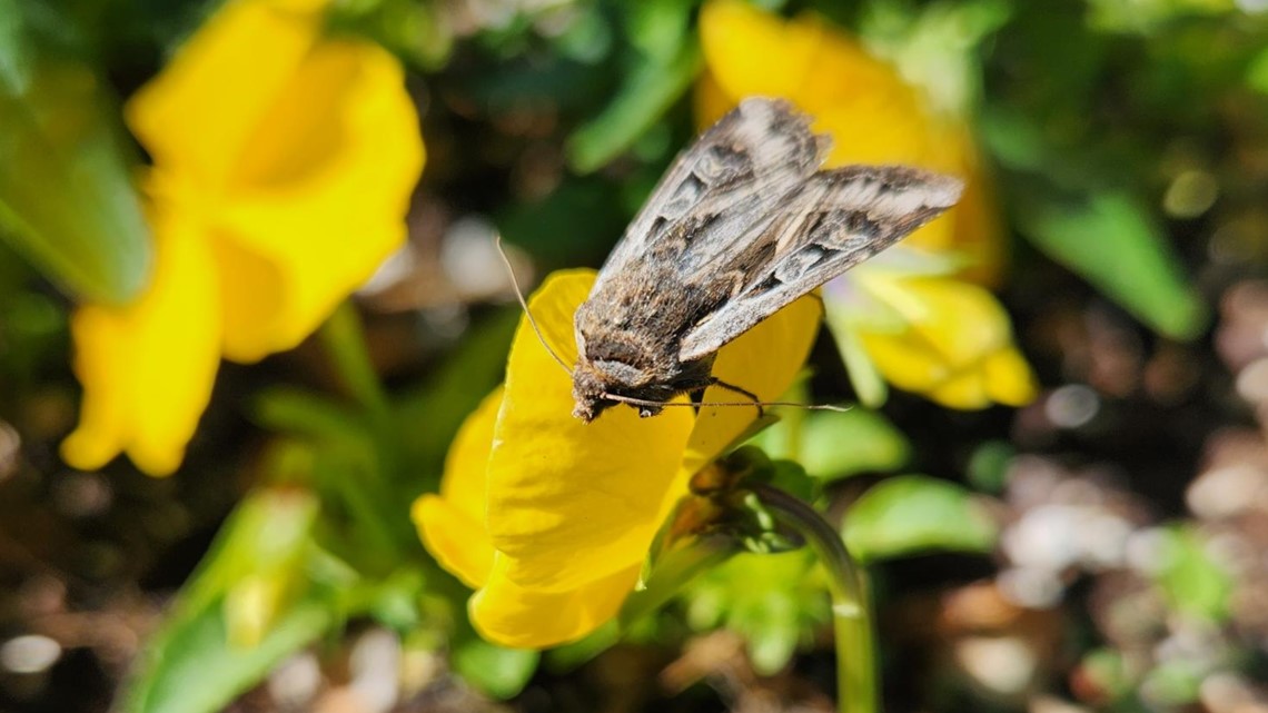 Miller moths return in Colorado Why you should not kill them