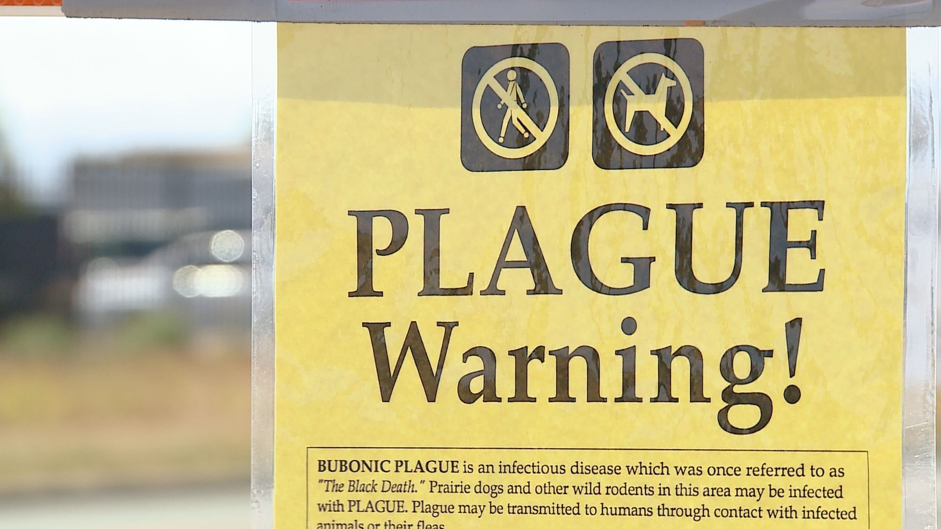 2nd case of human plague reported in Colorado