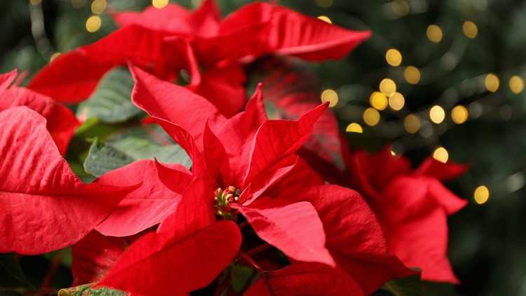 How to keep your poinsettia alive past Christmas