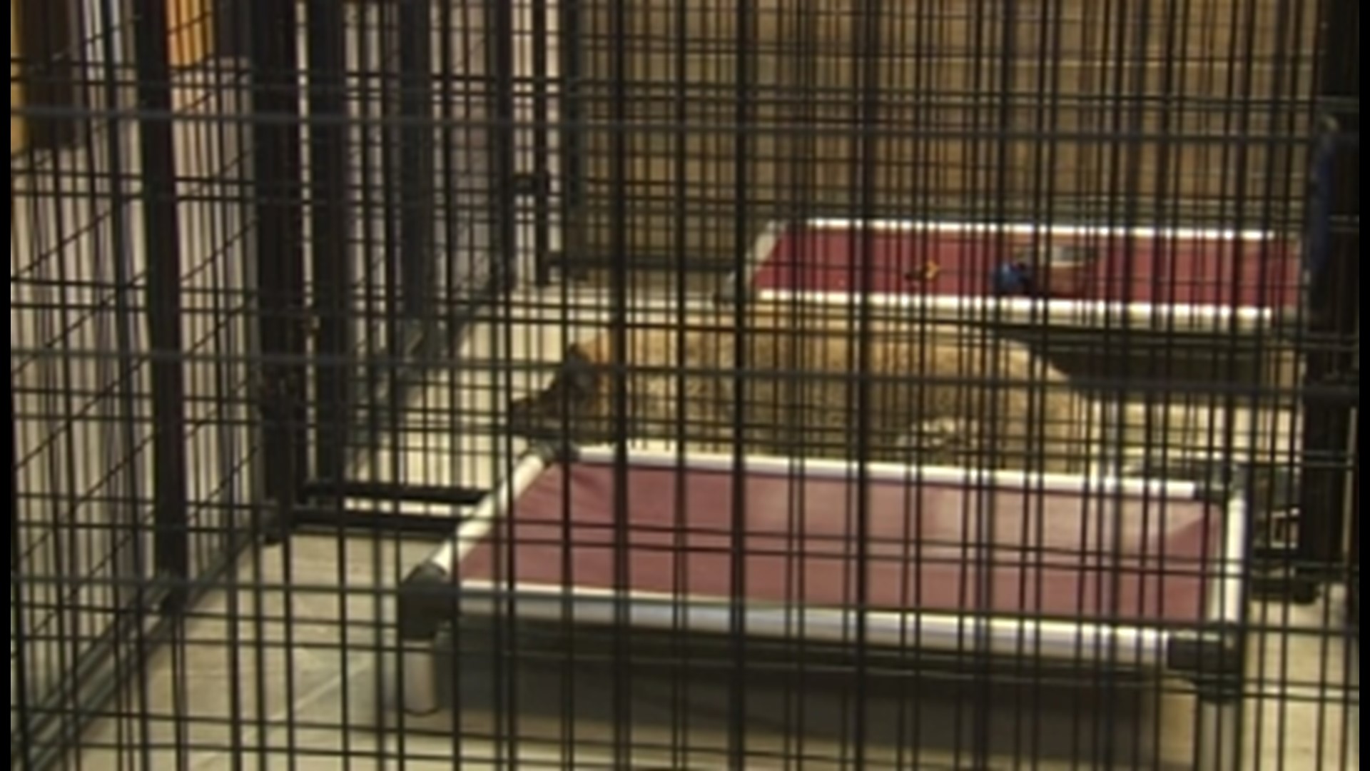 Dog kennels in Denver