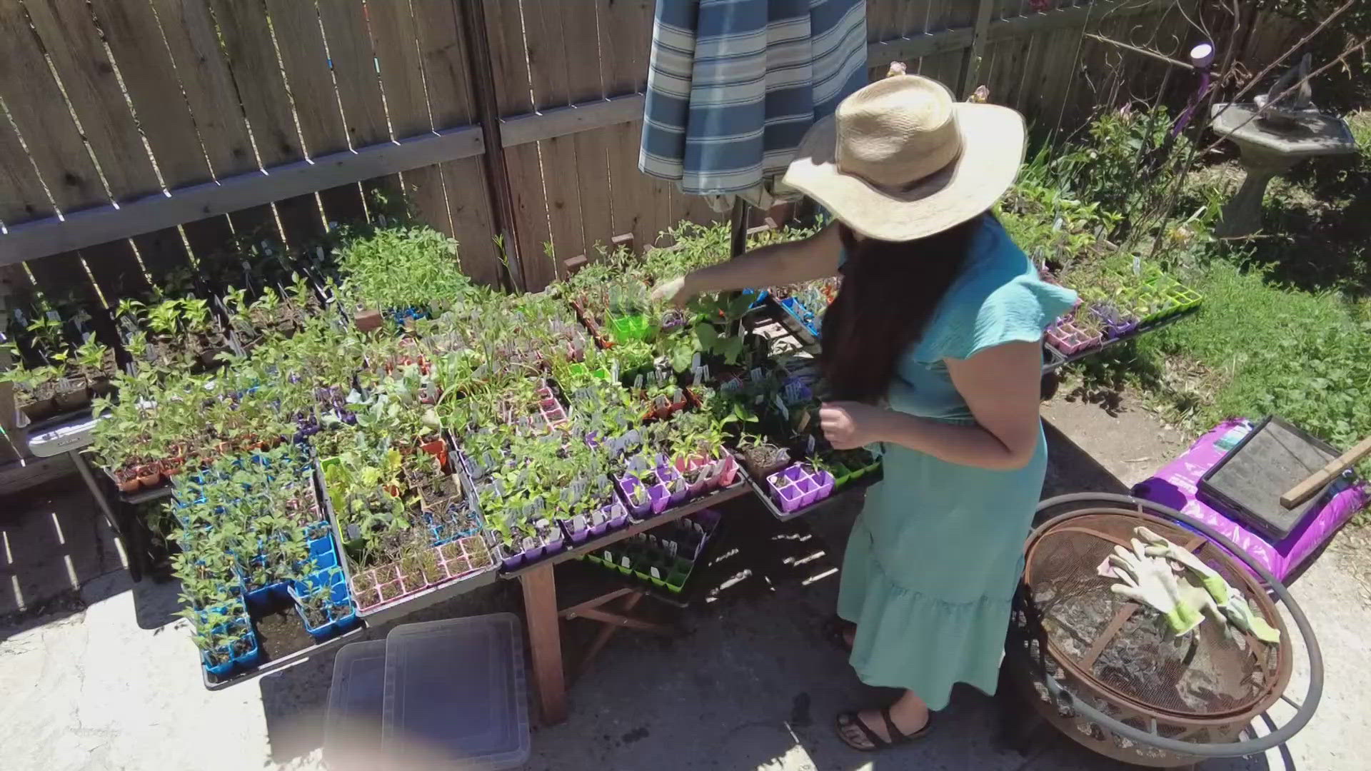 Gardeners across the Denver metro area donate their extra produce to organizations that distribute to low-income individuals and families in need.