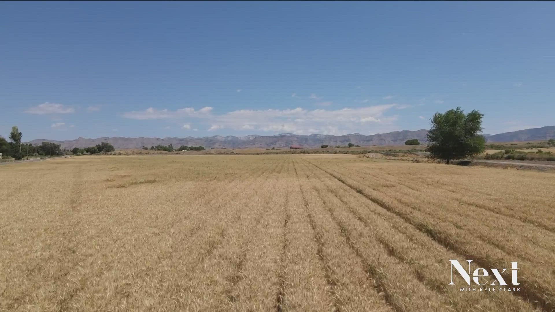 Troy Waters is a fifth-generation farmer who's got his eyes on a new plant that uses even less water than the Alfalfa he grows now: Camelina.