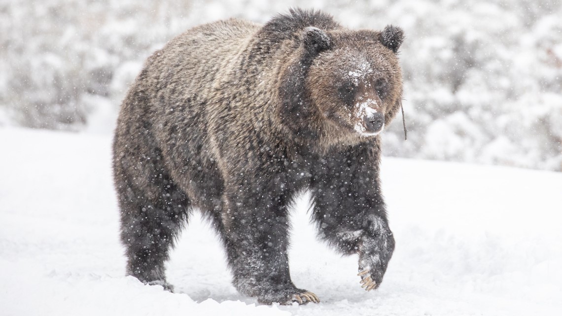 when-do-grizzly-bears-come-out-of-hiberation-at-yellowstone-9news