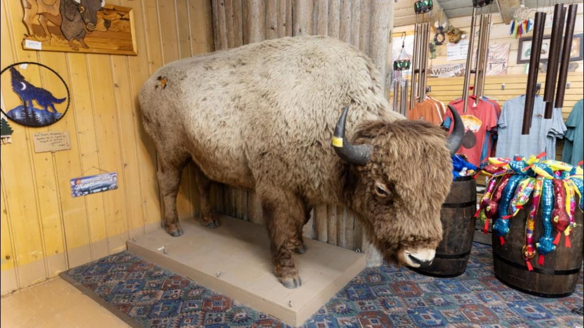 Denver museum's missing bison returns after more than 60 years