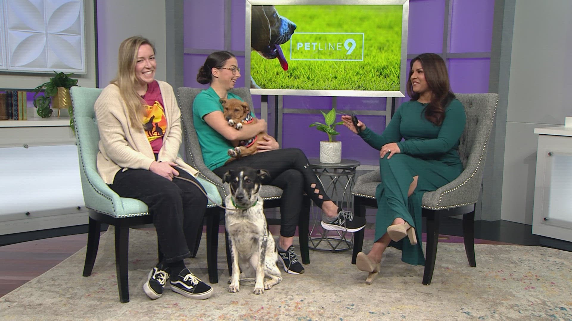 Kasaba, an 18-week-old female shepherd/cattle dog mix, and Cosmic Creepers, a 10-month-old male cattle dog mix, are available for adoption from Soul Dog Rescue.