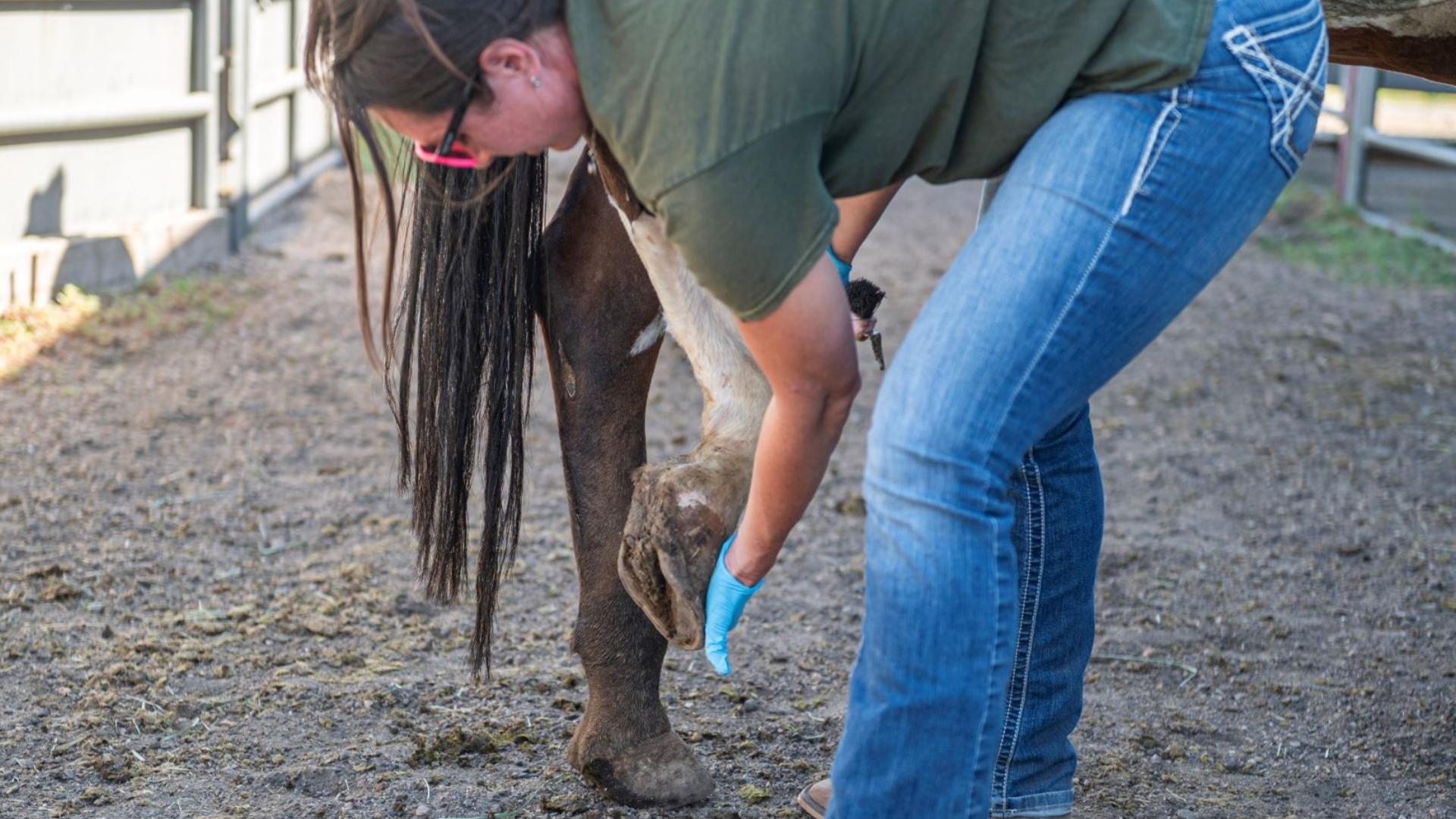 70 neglected horses receive emergency care at Humane Colorado | 9news.com