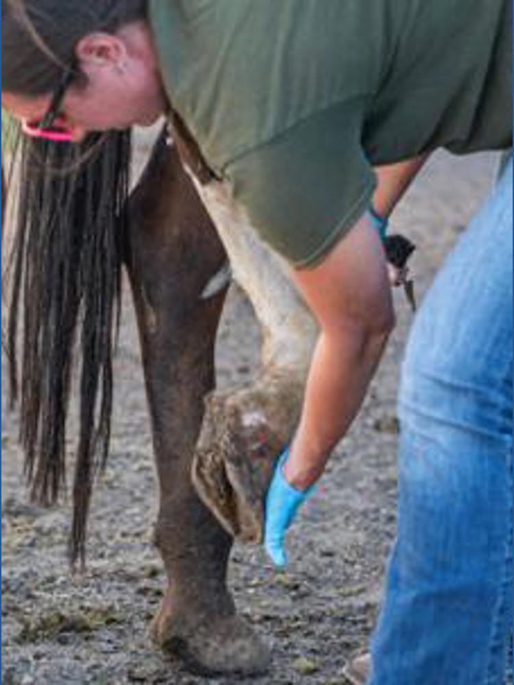 70 neglected horses receive emergency care at Humane Colorado | 9news.com