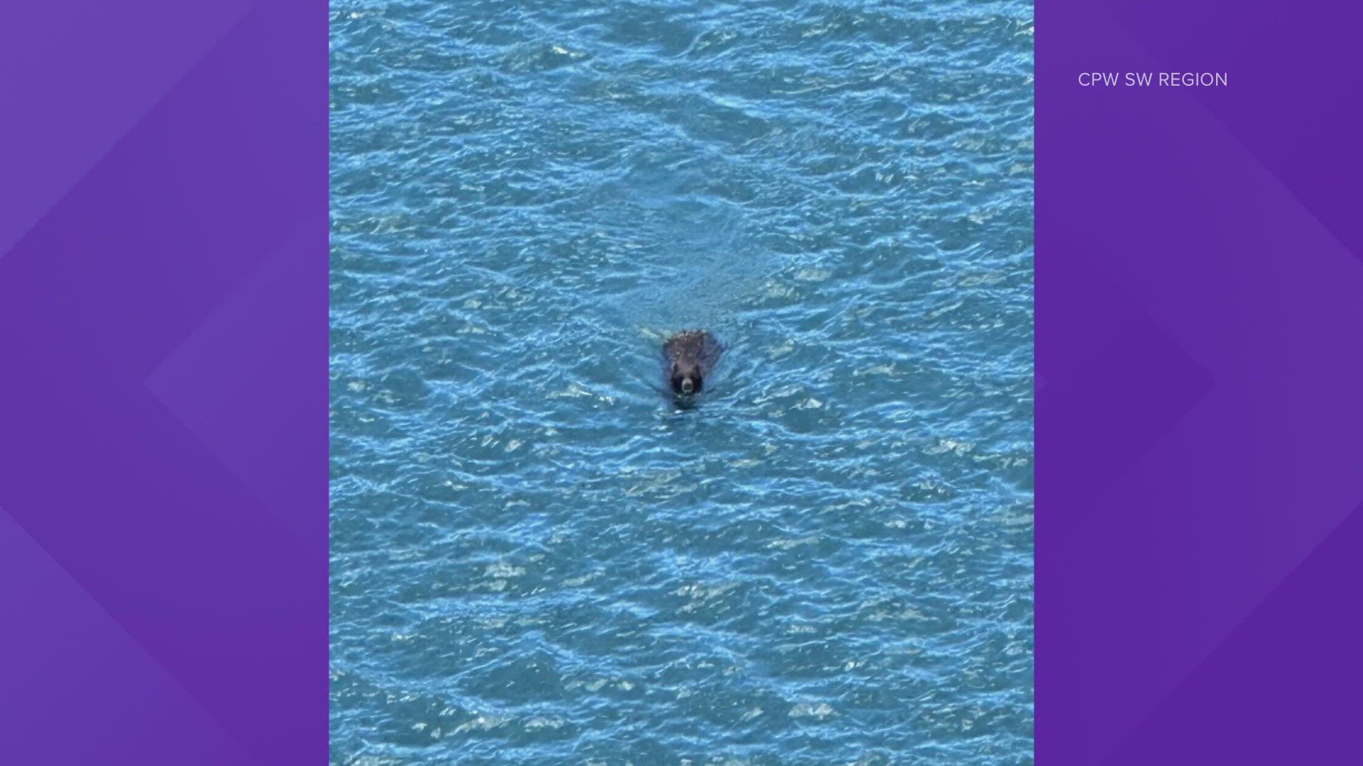 Colorado Parks and Wildlife shared this video of a bear swimming near the dam at Ridgway Reservoir.