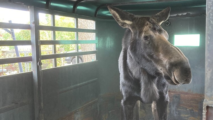 Young moose relocated from Strasburg backyard