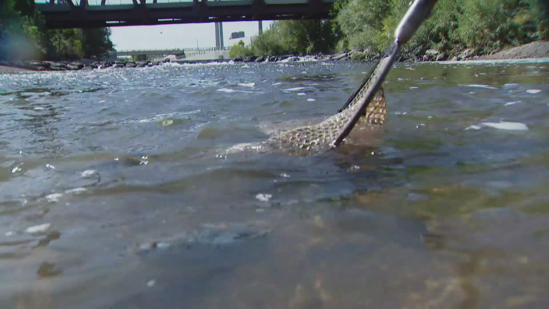 Biologists introduced cutthroat and rainbow trout in the South Platte River ahead of a catch-and-release tournament this weekend.