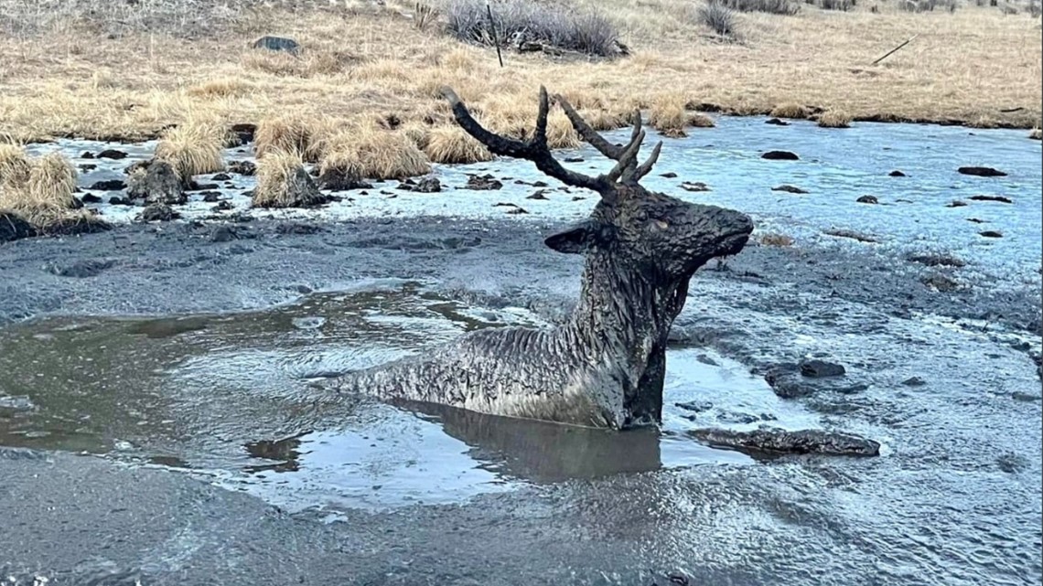 CPW rescues distressed elk stuck in mud in southwestern Colorado