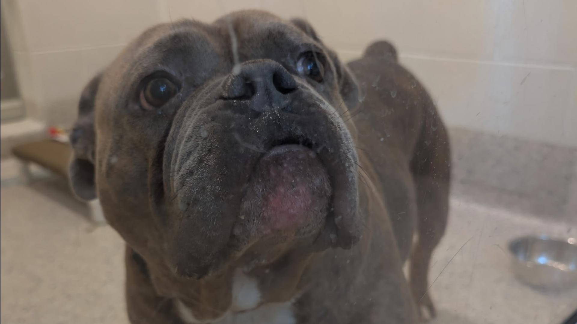 petline9-features-9news-9news