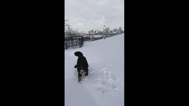 Berners Schatzi and Deuce playing in snow.