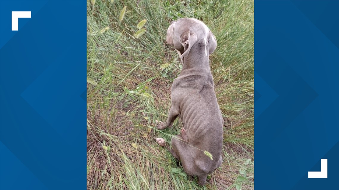 Denver Animal Protection looking for owners of emaciated dog found on ...
