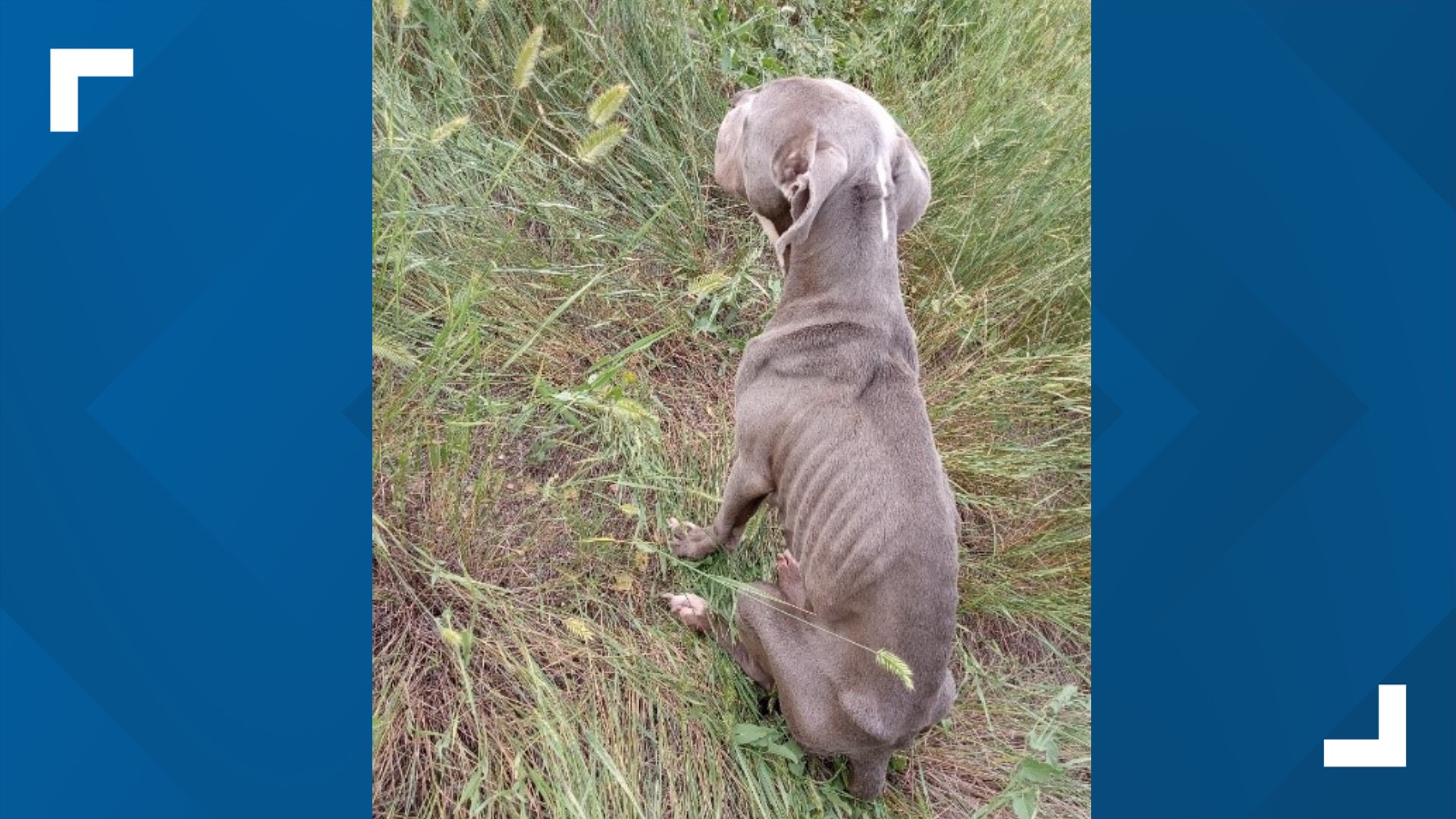 Denver Animal Protection Looking For Owners Of Emaciated Dog Found On ...