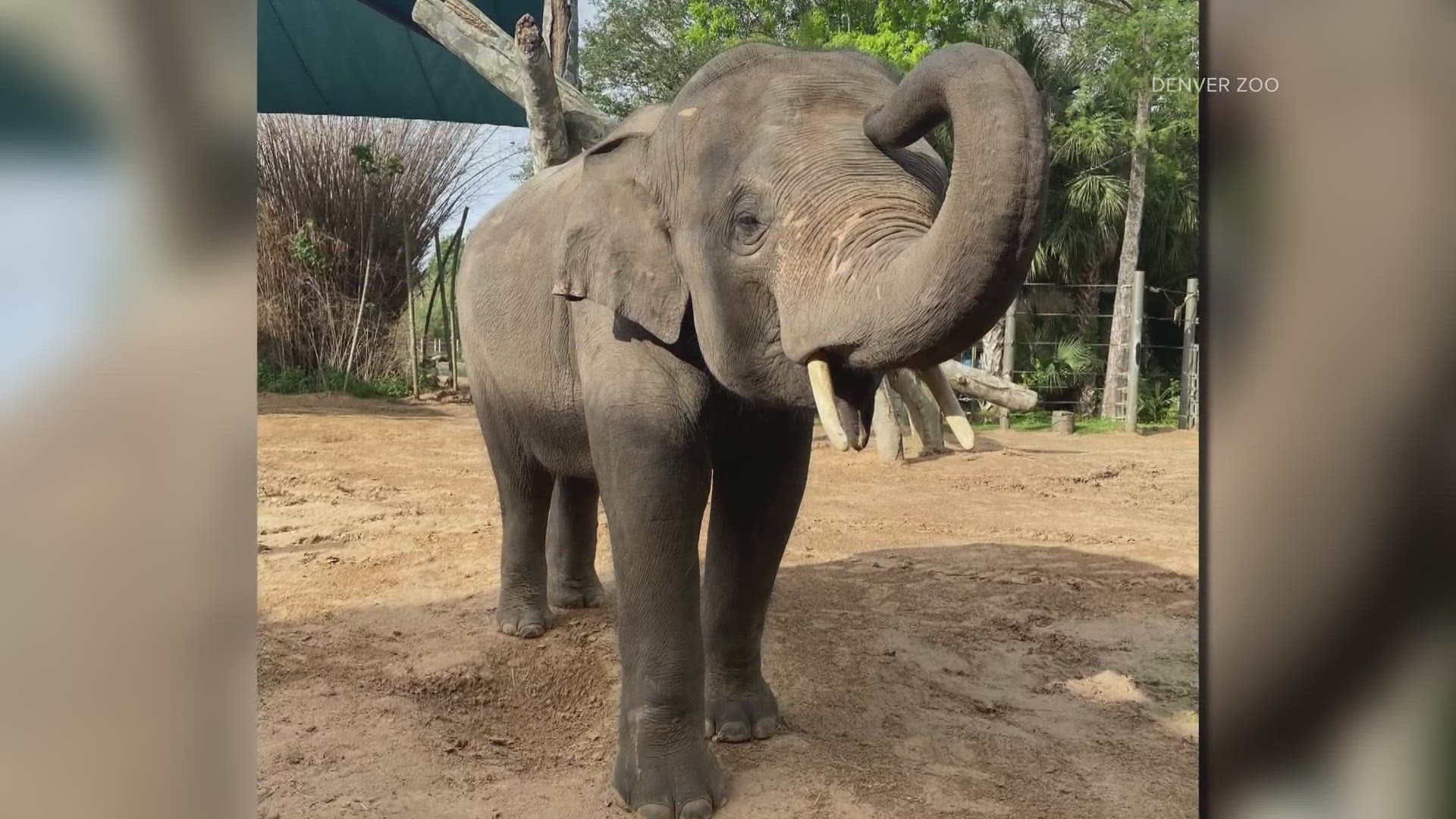 Denver Zoo's newest member has already been introduced to the Asian elephant leader and teacher, Groucho.