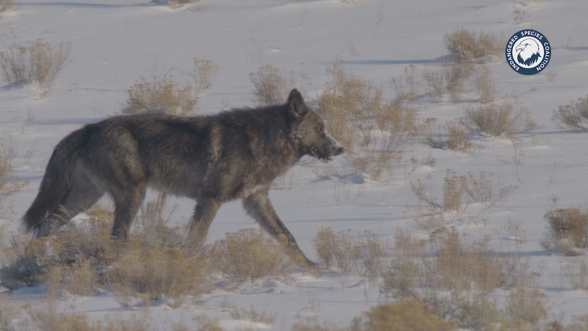 The Endangered Species Coalition's new film "Welcome Home" premiered Thursday in Denver. These are some clips from the documentary.