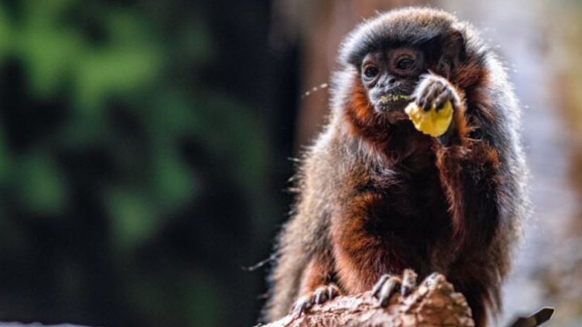31-year-old titi monkey dies at Denver Zoo 
