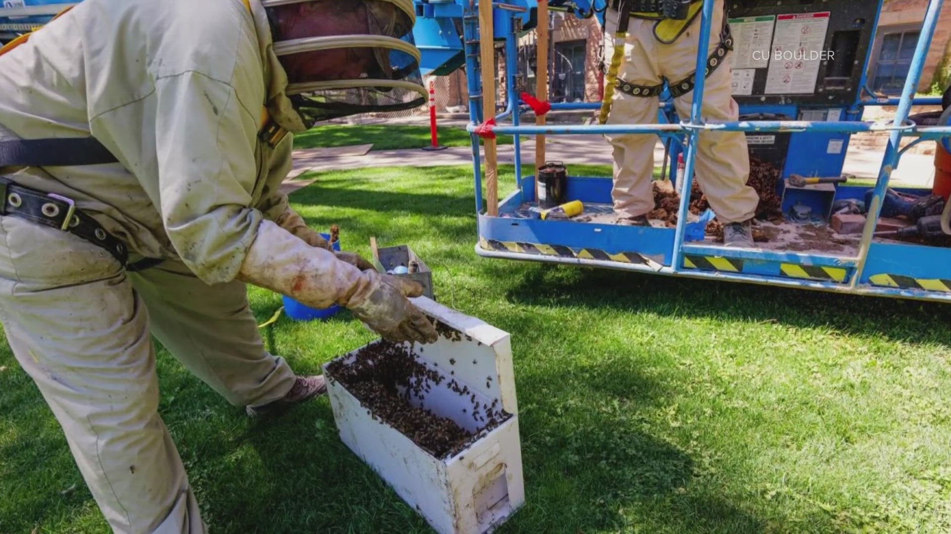 Two beehives were discovered in the Old Main building – the beekeeper hired to rehome them said it's rare to find hives that have survived this long.