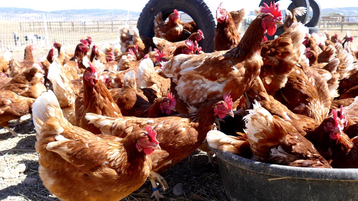 Flu burung terdeteksi pada beberapa ayam di Pitkin County