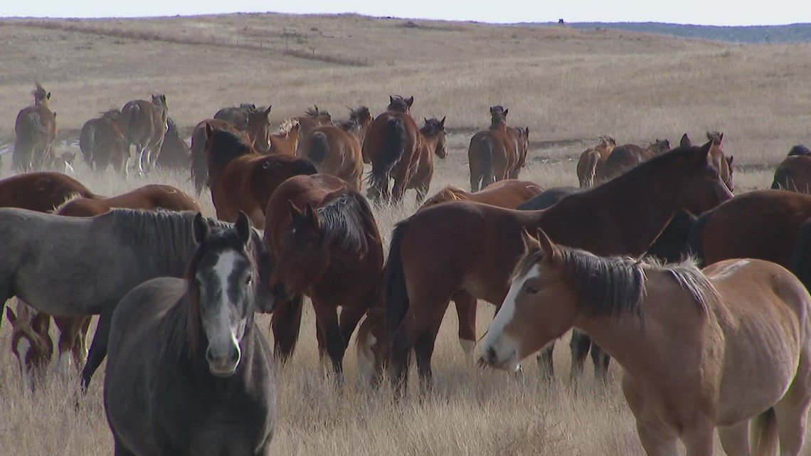 'Born to buck': Colorado rancher talks about equine rodeo stars - Vimarsana News