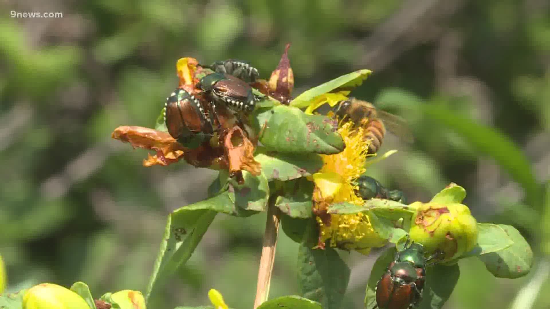 There are multiple strategies for taking on Japanese beetles, but some are more harmful than others.