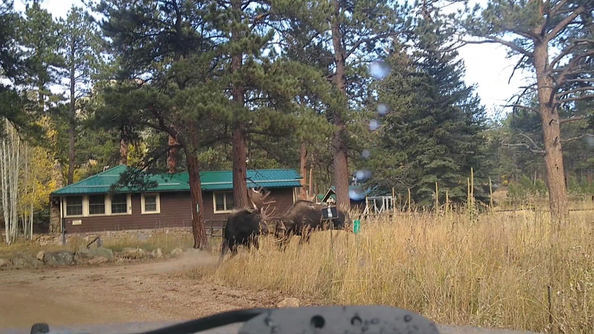 The two bulls went head to head in an epic battle in the Colorado mountains Saturday.
