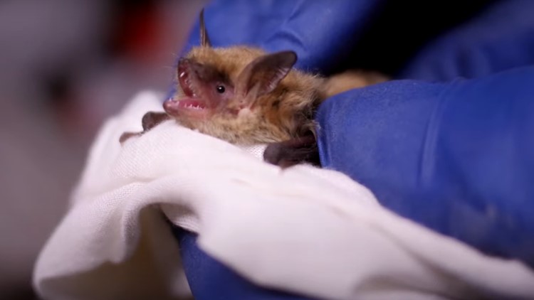 Feeling buggy? Bats could be the answer