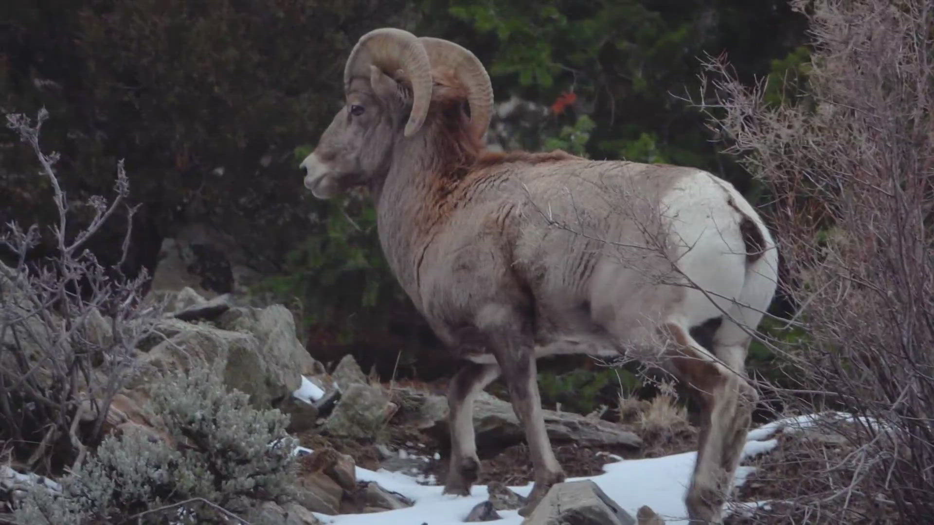 A decade-long saga involving planned workforce housing for the Vail ski resort on land inhabited by Colorado’s bighorn sheep has been resolved.