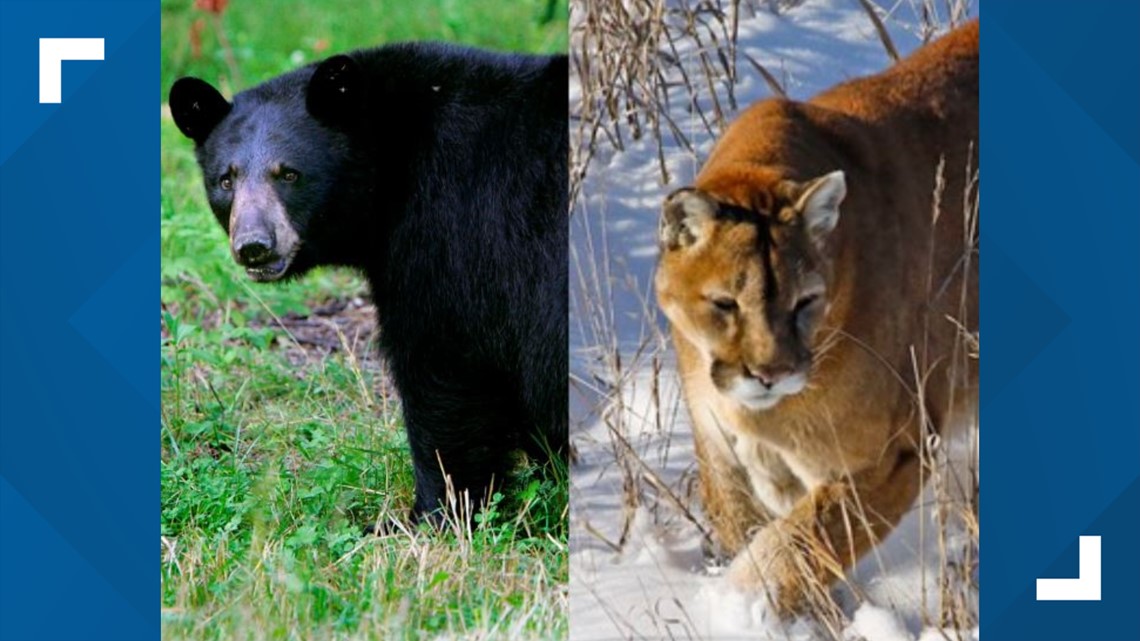 Colorado bears, mountain lions contract bird flu