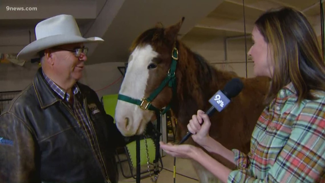 Meet one of the National Western Stock Show draft horses | 9news.com