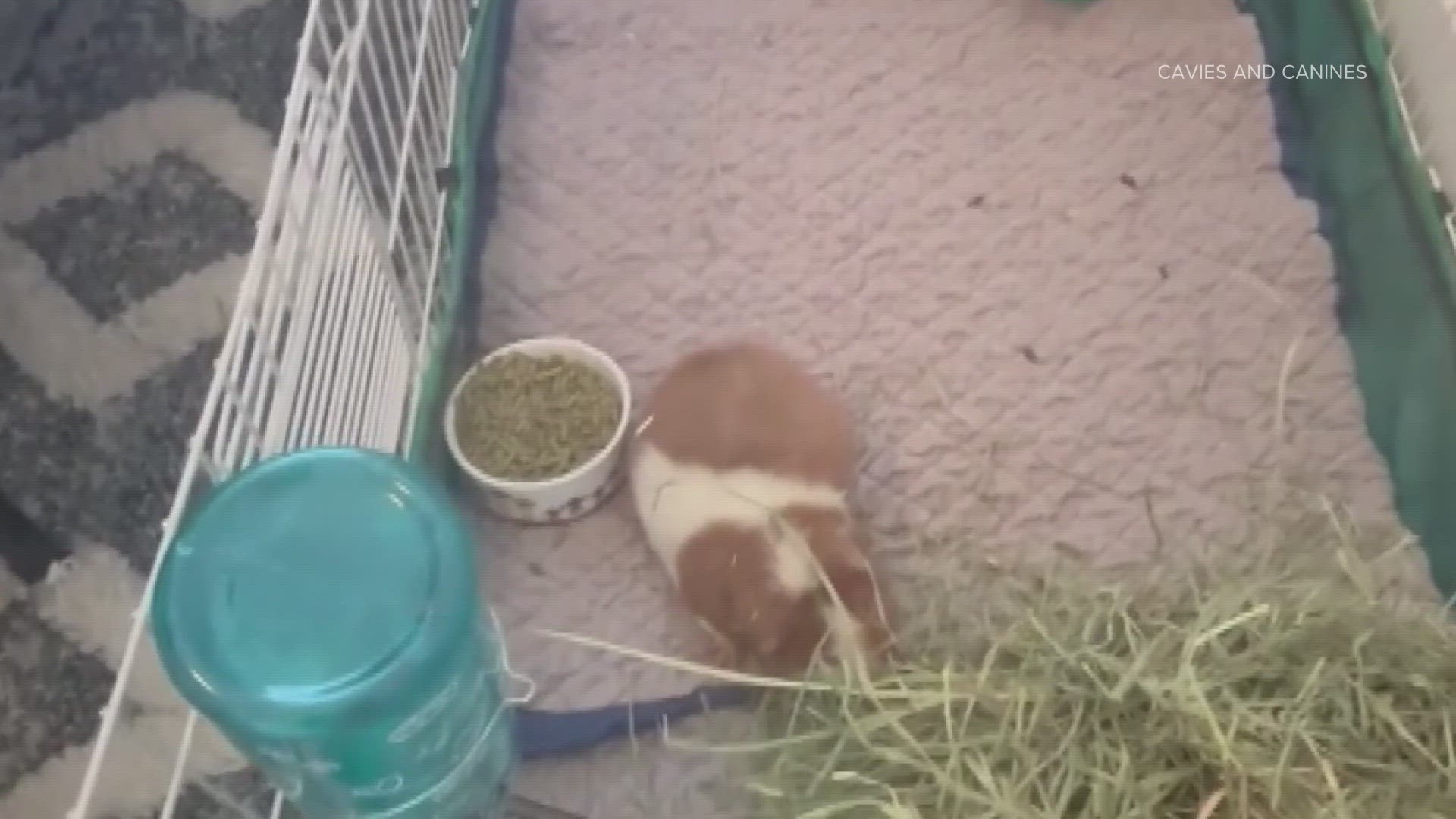 The guinea pigs were severely overcrowded and lacking food and water, the rescue group said.