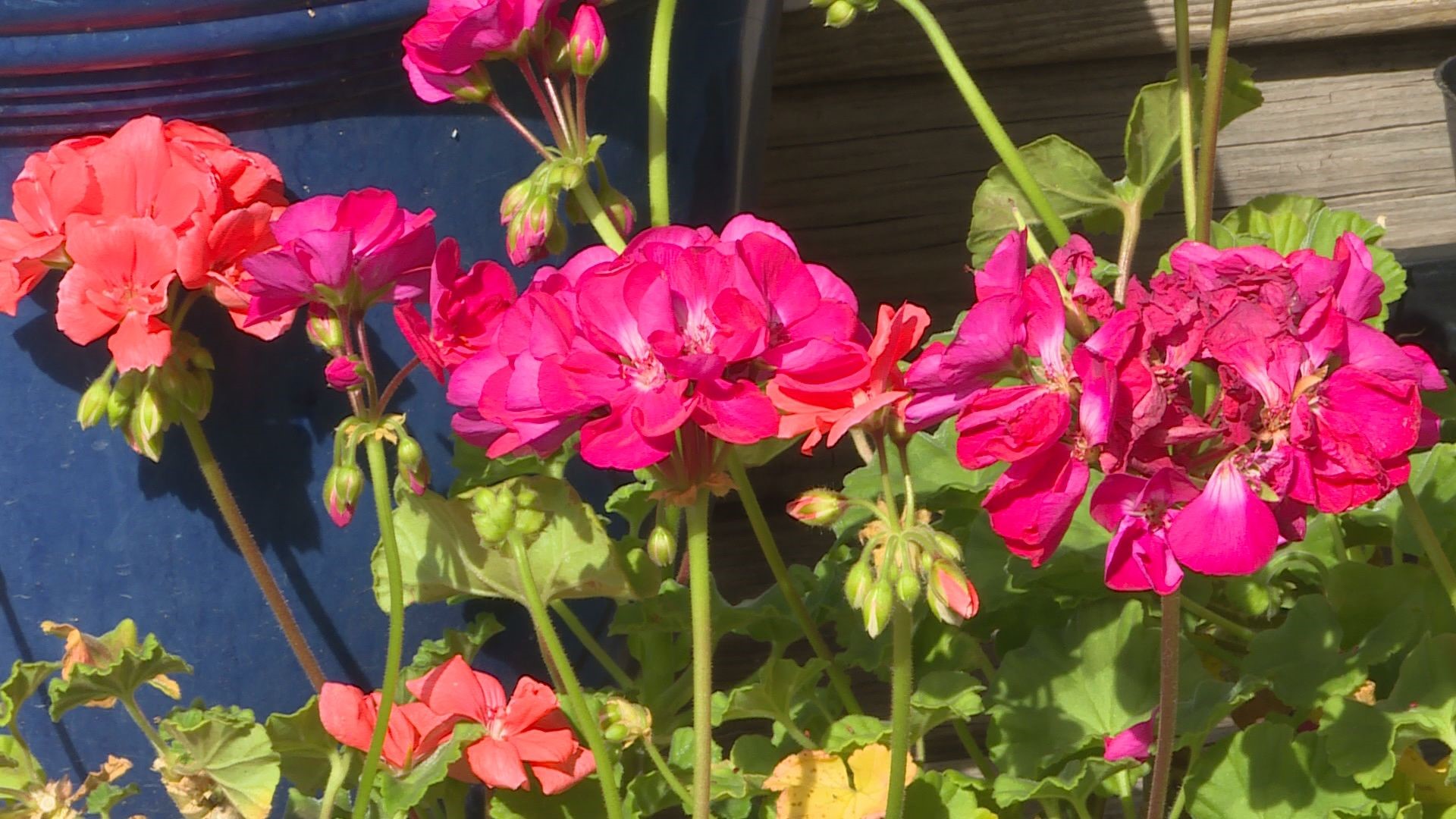 It won't be long before our housebound flowers can go outside. Here are some tips on how to get them ready to enjoy the late spring and summer on your patio.