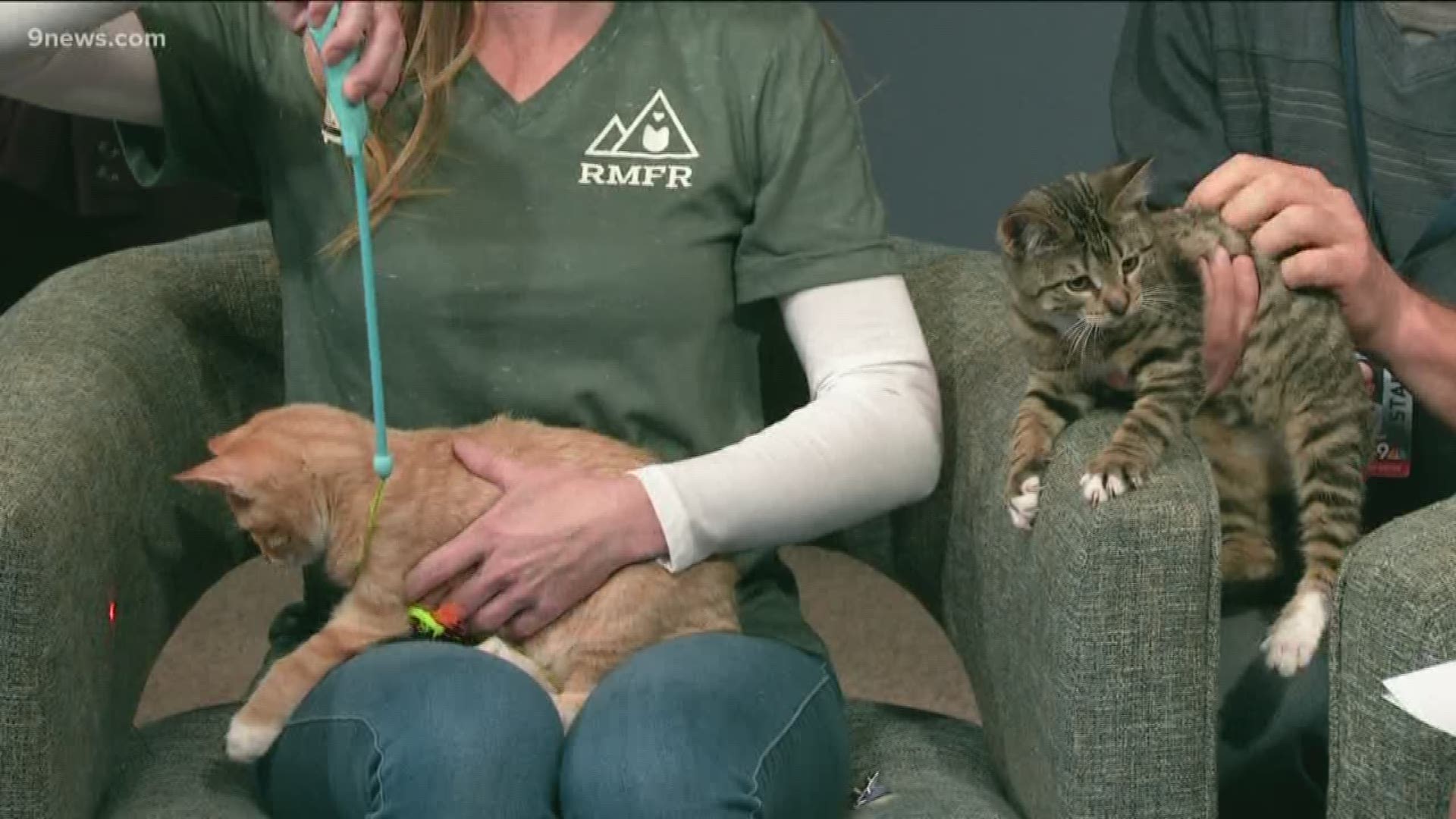 Ok, so these 12-week-old kittens may be a handful, but they're plenty cute enough to make up for it. Contact the Rocky Mountain Feline Rescue to meet them!