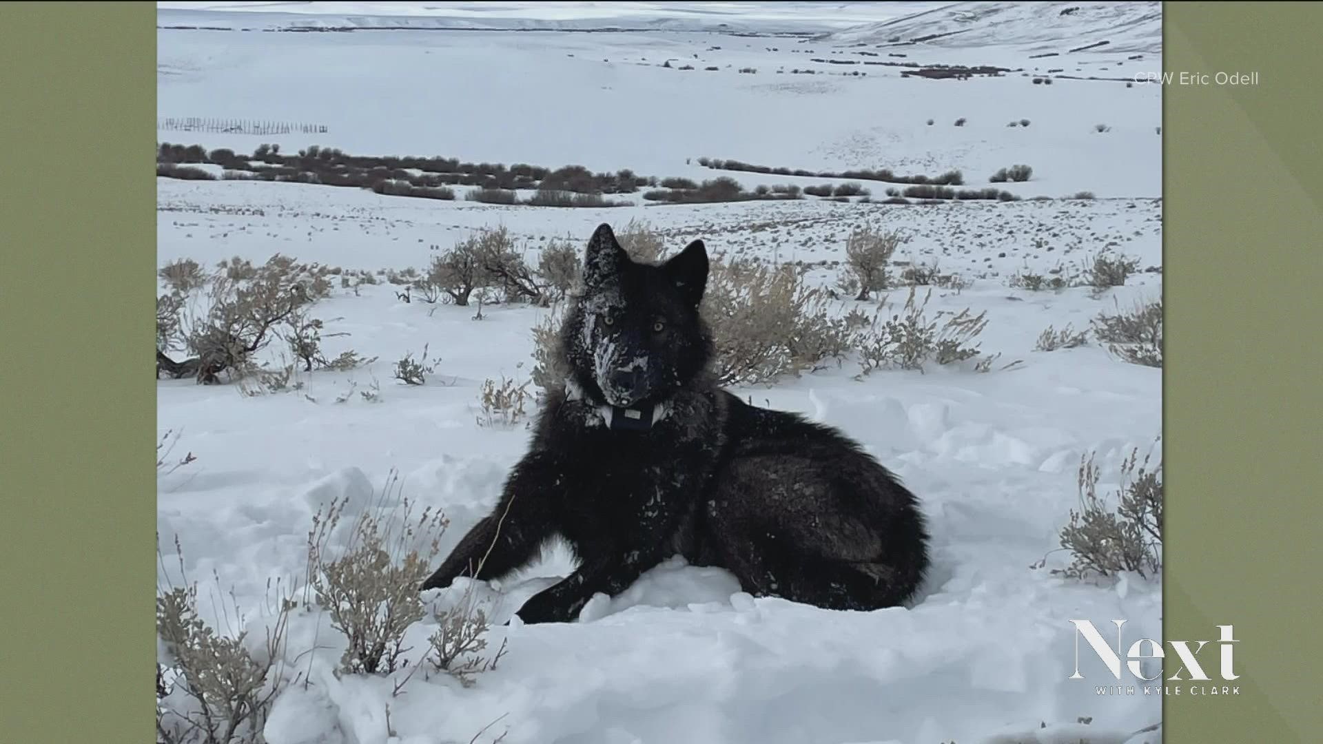 Colorado Parks and Wildlife Officers will have to go old school for tracking wolves in northern Colorado.