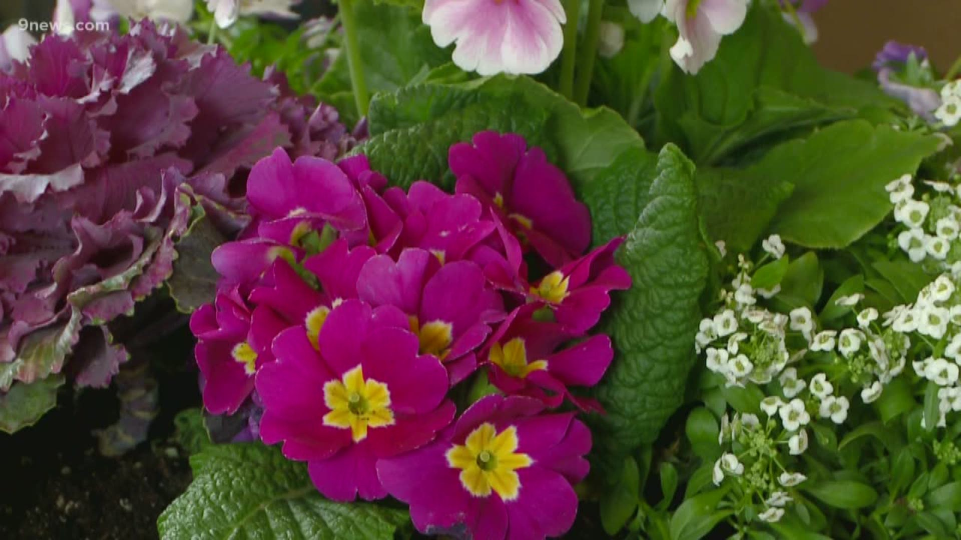 Here are some tips on how to make your own shade planter box at home. 9NEWS Garden Expert Rob Proctor has the details.