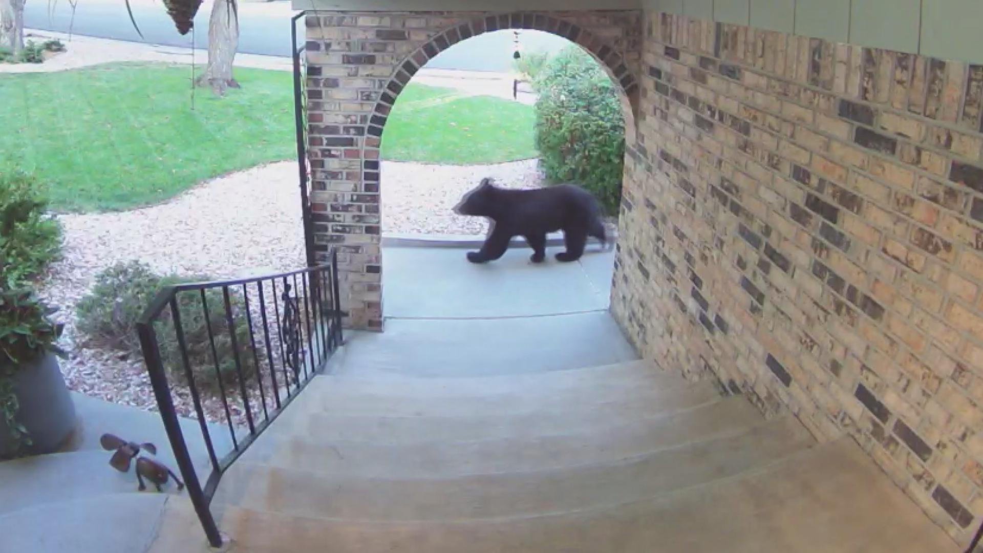 Valerie Lovenstein's doorbell camera captured a bear cub wandering through her Douglas County neighborhood on Monday morning.