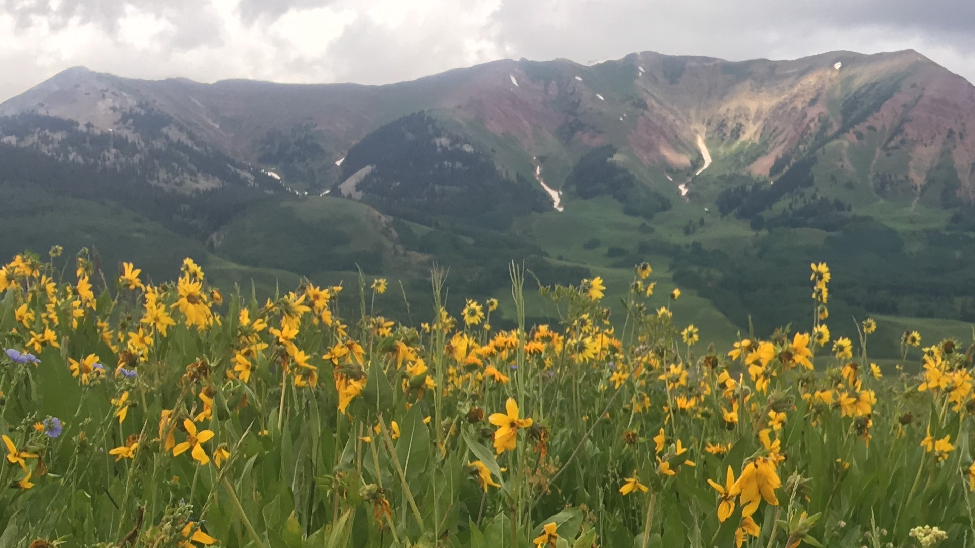 Wild Roses Colorado Colorado wildflowers: Where to see them and how to identify them ...