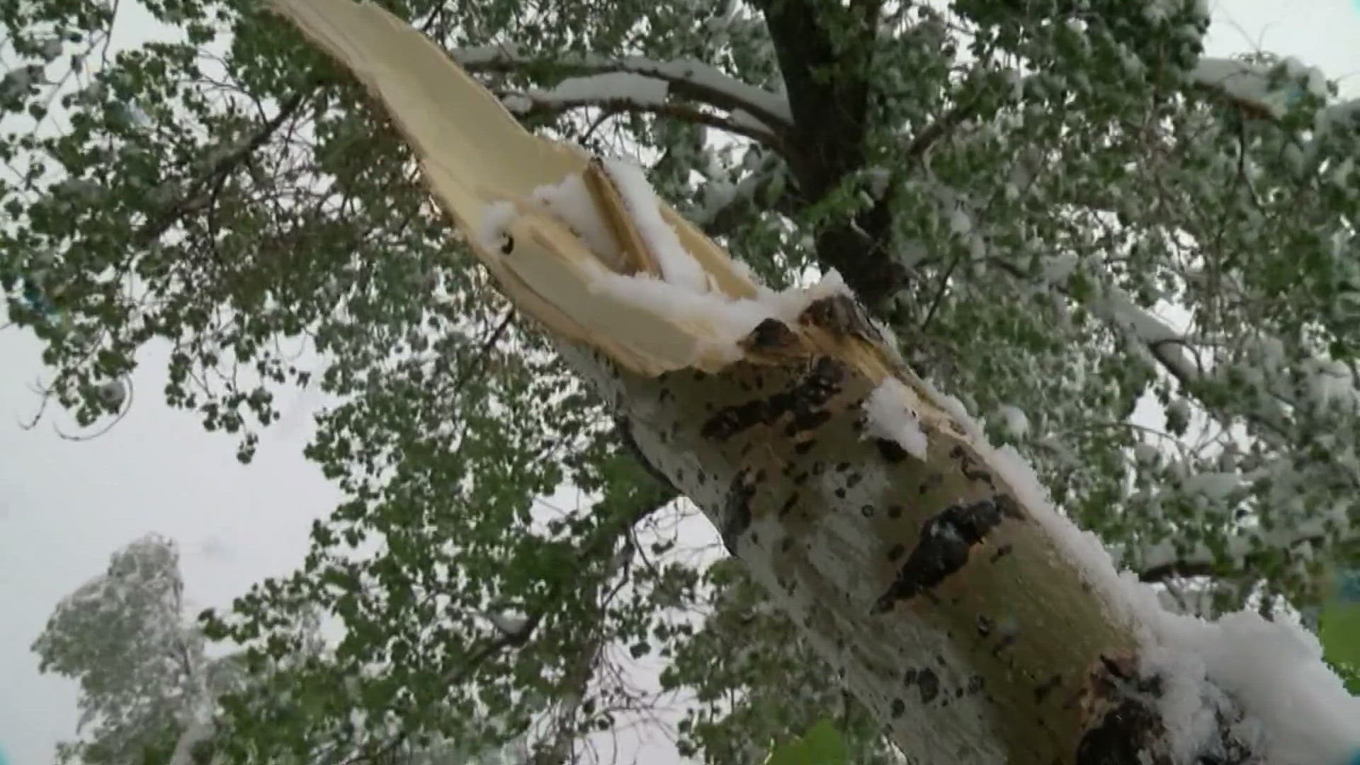 Arborist Jeff Erber gives tips on how to protect trees as Denver's first snow approaches.