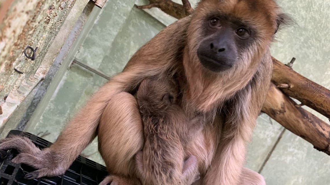 38Explore × NATURAL MOUNTAIN MONKEYS Cheyenne Mountain Zoo welcomes baby howler monkey | 9news.com