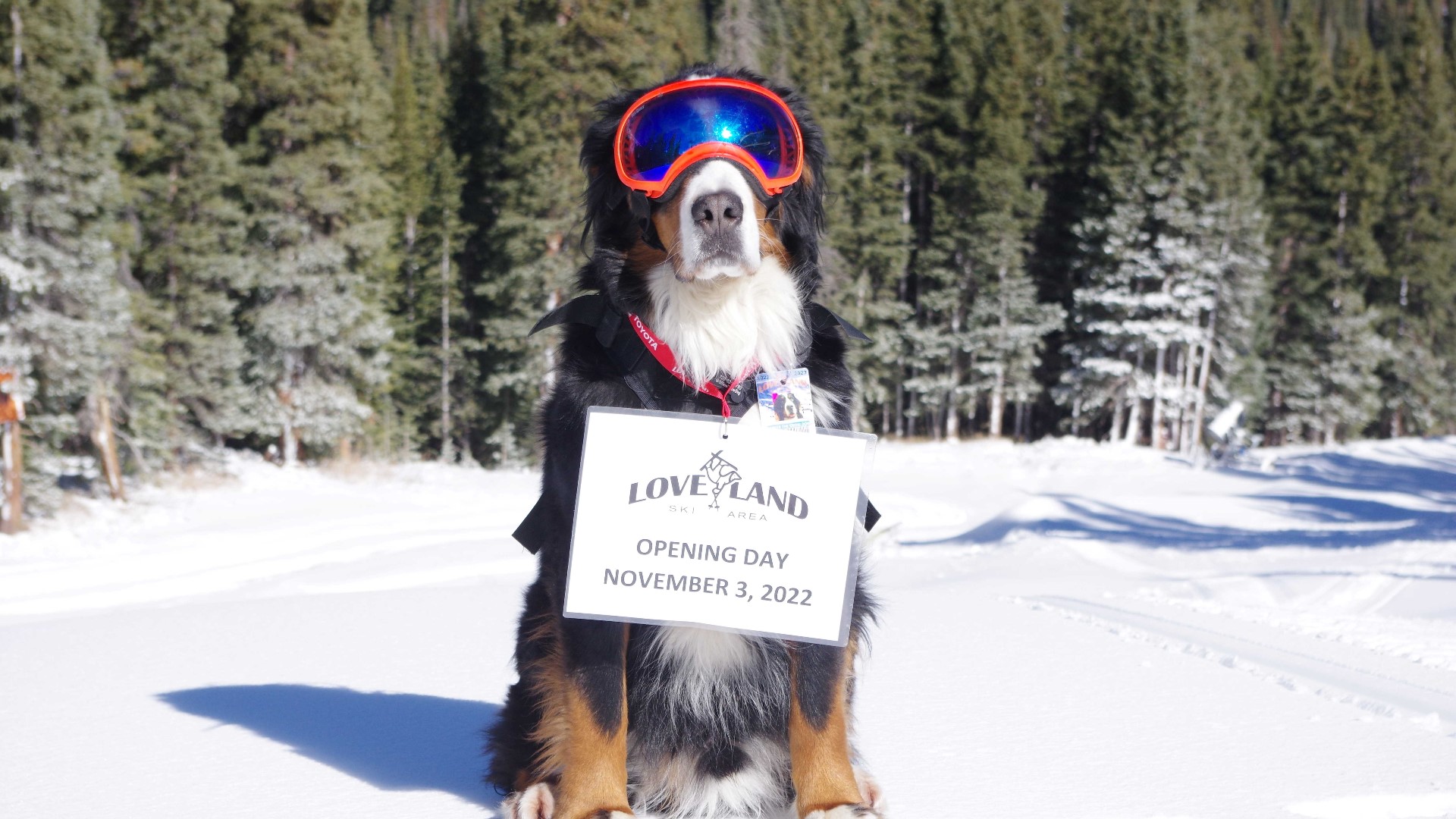 Parker, who was also Loveland Ski Area's mascot, died on Christmas Eve in a car crash, his handler said.