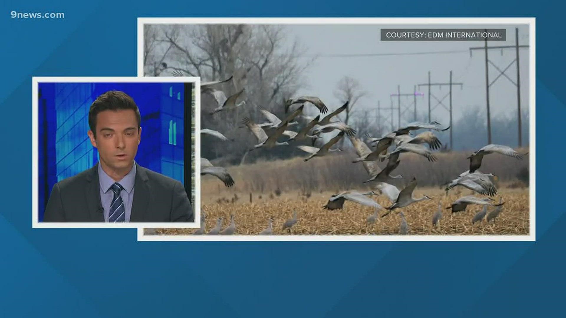 A Fort Collins company is working to save cranes across the country by putting UV lights on power lines.