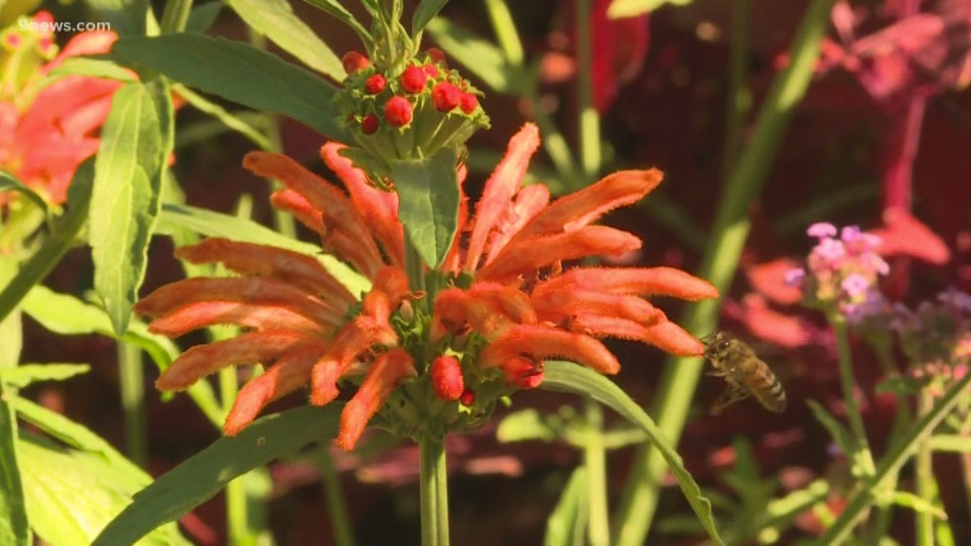 If your garden lacks the wow factor, branch out. Grow some unusual plants.