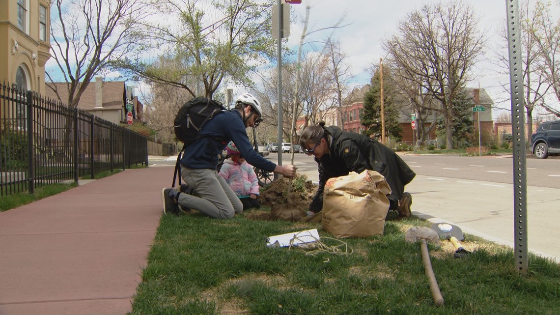 Volunteers planting trees to help Denver cool down