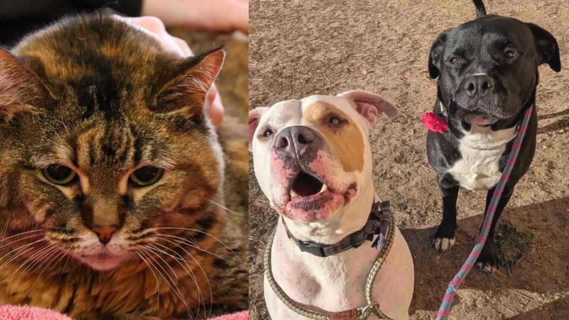 Colorado animal shelter has a new name