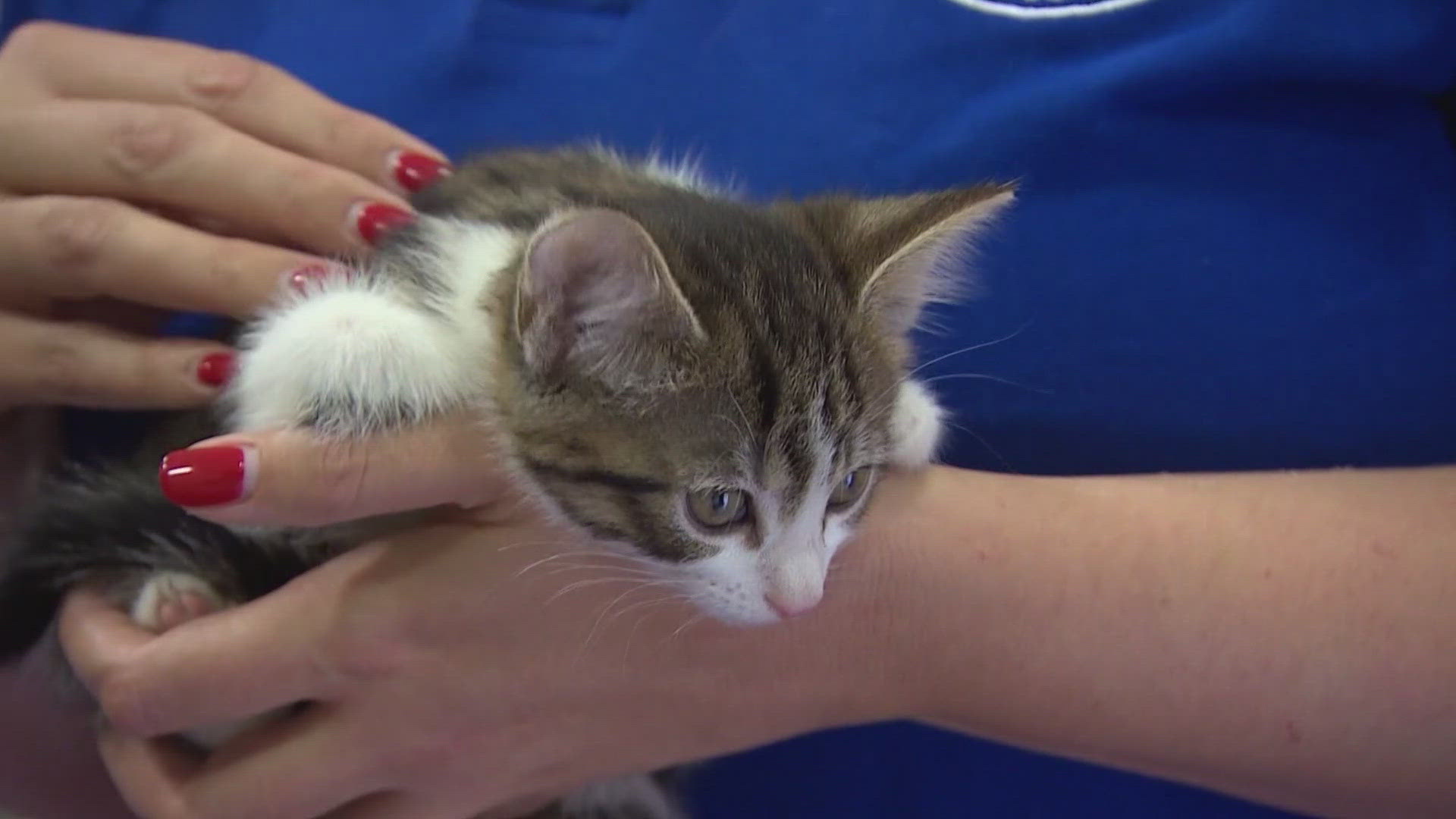 Helping your pets manage stress | 9news.com